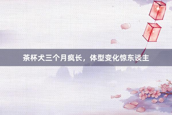 茶杯犬三个月疯长，体型变化惊东谈主